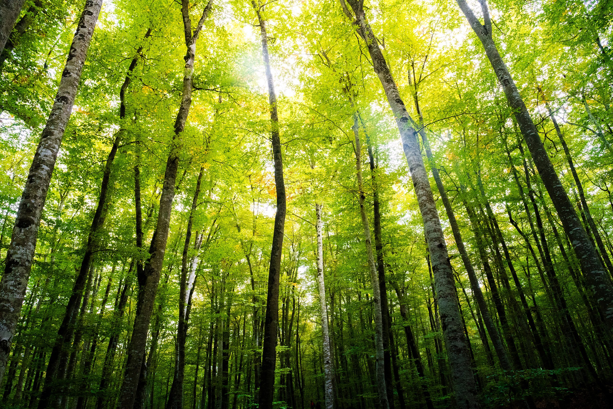 autumn forest of beech trees with the sun illuminating the green treetops, nature green wood background, ecology and nature conservation concept